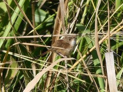 Malurus melanocephalus