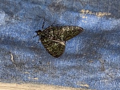 Hydriomena transfigurata