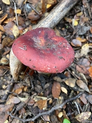 Russula nothofaginea