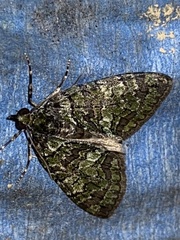 Hydriomena transfigurata