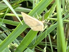 Phalaenostola metonalis