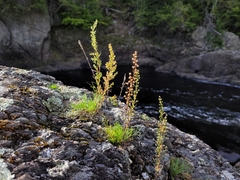 Artemisia campestris caudata
