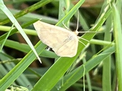 Phalaenostola metonalis