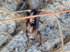 Eurycotis floridana