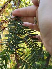 Taxus