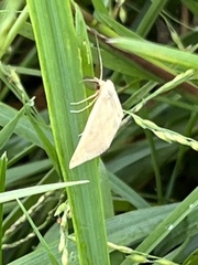 Phalaenostola metonalis