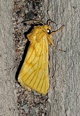 Eulithosia papago