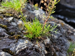 Artemisia campestris caudata