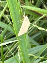 Phalaenostola metonalis