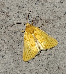 Eulithosia papago