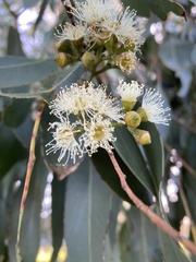 Eucalyptus globulus