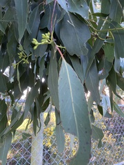 Eucalyptus globulus