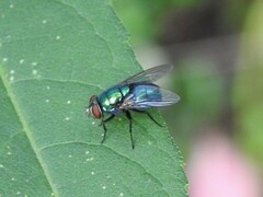Lucilia illustris