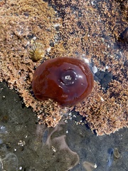 Actinia tenebrosa