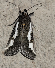 Euscirrhopterus gloveri