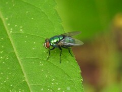 Lucilia illustris