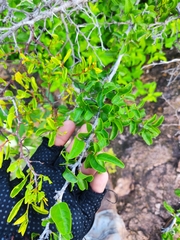 Sideroxylon occidentale