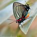 Black-veined Hairstreak - Photo (c) Eduardo Axel Recillas Bautista, some rights reserved (CC BY-NC), uploaded by Eduardo Axel Recillas Bautista