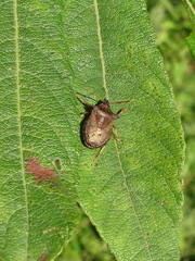 Picromerus bidens