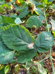Candicantes