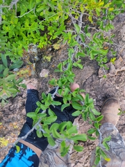 Sideroxylon occidentale