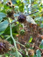 Candicantes