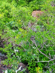 Sideroxylon occidentale