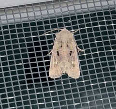 Lacinipolia renigera