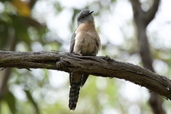 Cacomantis flabelliformis