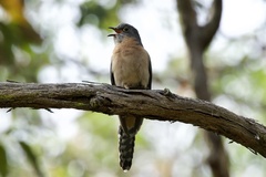 Cacomantis flabelliformis