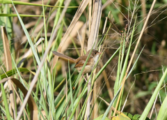 Malurus melanocephalus