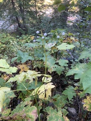 Actaea rubra neglecta
