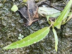 Eclipta prostrata