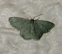 Chlorochlamys phyllinaria