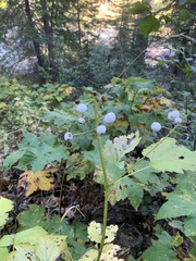 Actaea rubra neglecta