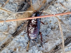 Eurycotis floridana