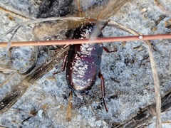 Eurycotis floridana