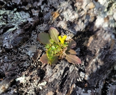 Solidago simplex