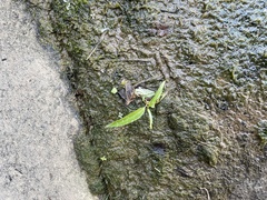 Eclipta prostrata