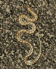 Arizona elegans philipi