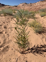 Asclepias labriformis