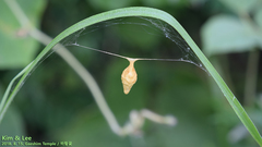 Cyrtarachne inaequalis