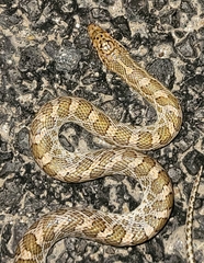 Arizona elegans philipi