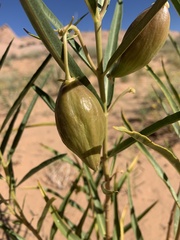 Asclepias labriformis