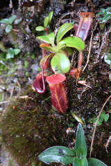 Nepenthes villosa