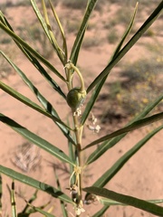 Asclepias labriformis