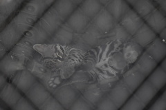 Leopardus pardalis mitis