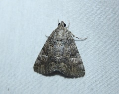 Eubolina impartialis