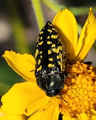 Acmaeodera flavopicta