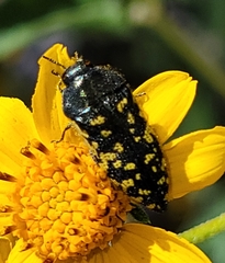 Acmaeodera flavopicta